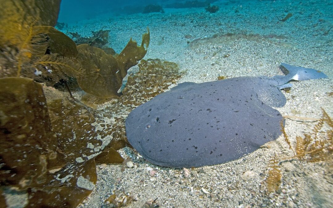 Blue-Colored Electric Torpedo Fish (Electric Ray) Underwater